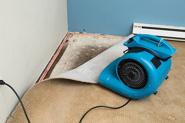 Best Water damage cleanup near me  in Shamokin, PA